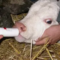 L’exposition de bovins aux antibiotiques, veaux de boucherie inclus, a diminué de 6,6 % en 2013 par rapport à 2012.
