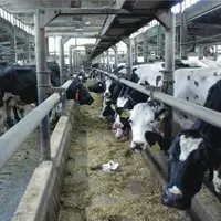 En Allemagne, aucune laiterie n'a souhaité encadrer la production. Les industriels s'attendent à transformer 3 à 4 % de lait en plus par an.