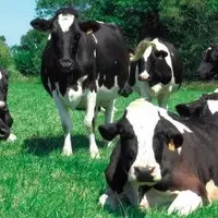 LES VACHES LAITIÈRES sont très plastiques et réactives. Elles adaptent leur consommation d’herbe aux apports en compléments.