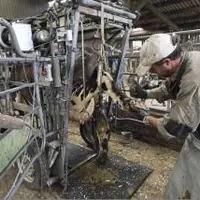 Les vaches ayant accès au pâturage sont significativement moins boiteuses que les vaches en zéro pâturage.
