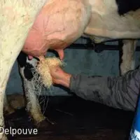 LA LAINE DE BOIS EST DÉCONSEILLÉE SI VOUS AVEZ DES COMPTEURS
À LAIT. Ils ont tendance à s’encrasser suite à des résidus
de fines particules de fibre