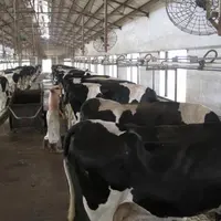 Les très grandes fermes se développent mais n’arrivent pas à compenser l’hémorragie des petites.