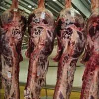 Carcasses de bovins viande.
