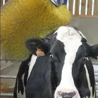 La sensibilité des animaux 
détenus par l'homme a déjà 
une valeur légale dans 
le Code rural français depuis 1976.