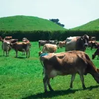 LA PRODUCTION LAITIÈRE a tout juste une centaine d’années en Nouvelle-Zélande. Celle-ci a su tirer profit des conditions naturelles très favorables en