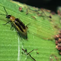 La chrysomèle est installée définitivement 
en Europe, mais ses dégâts restent encore limités.