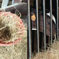 À GAUCHE, À LA NURSERIE, les granulés se
cachent sous le foin. À droite, après sevrage,
le foin se cache derrière les barreaux !