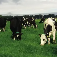 À Moorepark en Irlande, un système avec trois paddocks disponibles par 24 h est utilisé depuis deux ans pour favoriser la circulation des animaux. Une