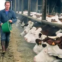 D’APRÈS L’ENQUÊTE RÉALISÉE EN RÉGION
RHÔNE-ALPES, trois éleveurs sur dix
envisagent de réduire la quantité de
correcteur azoté distribué aux laitiè