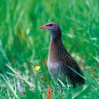 La protection du râle des genêts et autres oiseaux au comportement similaire, permet 
le maintien d’un élevage valorisant les prairies inondables, et
