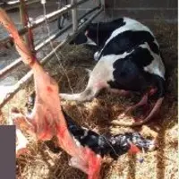 LE TEMPS
DE LA PERFUSION,
le veau reste
les pattes
en l’air.