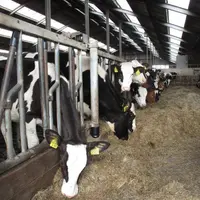 L'annonce de l'apport de trésorerie intervient alors que les filières de l'élevages sont en grande difficulté. Les manifestations se multiplient et le