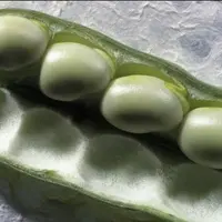 Gousse de féverole.