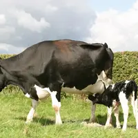 Les vêlages à 21 ou 22 moi semblent possibles sans pénaliser la carrière de la génisse.