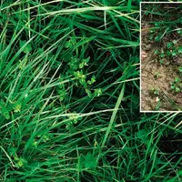 Il est possible d’améliorer par des pratiques adaptées (fertilisation,
exploitation, désherbage) des prairies où la densité de bonnes graminées