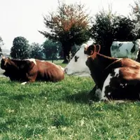 Vaches laitières au pâturage dans le Nord.