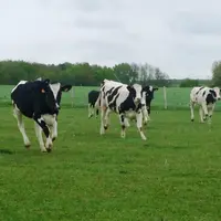 Le cahier des charges encourage l'accès au pâturage des génisses et des vaches au moins 100 jours par an dans les 50 fermes sélectionnées.