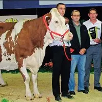 Santiana, fille d’Ionone, a été sacrée championne adulte et
grande championne. « C’est une vache élégante, remarquable par sa
puissance. C’est la pl