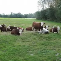 L’impact sur la santé et la production des strongles digestifs peut être très variable entre saisons, entre troupeaux, entre lots et entre individus.