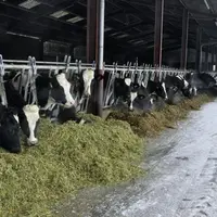 AU GAEC DES PINSONS, la ration de base type se compose
de 4 kg MS d’ensilage d’herbe (en été : foin enrubanné),
10 kg MS de maïs, 2 kg de foin de lu