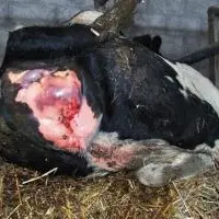 UNE VULVE TRÈS TUMÉFIÉE et bleue par endroits.