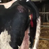 UN GROS CAILLOT
DE SANG attaché
à la vulve.