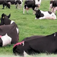 BEAUCOUP D’ÉLEVEURS IRLANDAIS pensent
que s’ils ne répondent pas à la demande
mondiale, d’autres le feront.