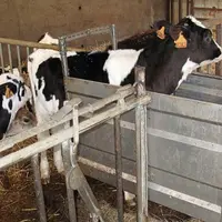 Le réglage de la hauteur du DAL doit être correcte par rapport à la tétine pour que le flux de lait se fasse correctement.