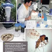 IDENTIFICATION DE CULICOÏDES. La
présence de virus sur des culicoïdes
a été confirmée en Belgique et
au Danemark. Que va-t-il se passer
avec le ré