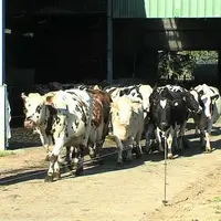 Agriculteur Normand