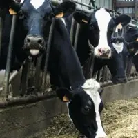 UNE VACHE EN ACIDOSE SUBCLINIQUE
réduit instinctivement son ingestion.
Cette capacité d’adaptation lui évite
d’atteindre le stade critique.