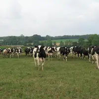 Les sénateurs ont demandé au ministre de l'Agriculture Stéphane Le Foll de faire plus pour les éleveurs.