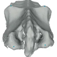 L’automatisation du pointage des hanches 
et des fesses sur l’image    
    (points bleus) est l’une des prochaines grandes étapes du projet.
