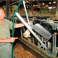 La tête de la vache se positionne dans la gouttière en position
semi-verticale et s’immobilise.