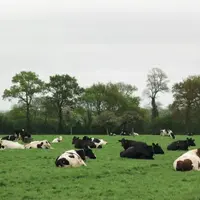 UNE ORGANISATION EN DEUX LOTS peut être
un moyen de contourner les difficultés
associées au pâturage d’un grand
troupeau.