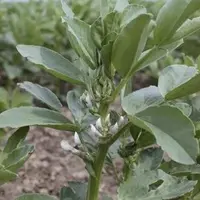 Féverole en fleurs.
