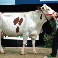 Grande championne : Vitallia, une fille de Micmac, à l'EARL La Pitardière (Vendée)