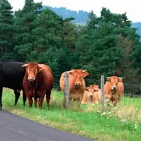 « Les animaux s'échappent pour deux raisons : une clôture défaillante et surtout la faim. Des râteliers insuffisamment approvisionnés peuvent faire be
