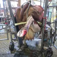 L’intégrité du derme des pieds est primordiale pour prévenir cette maladie, qui implique un microbe spirochète très particulier en association avec le