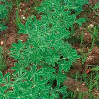 Plusieurs variétés seront 
testées en lupin d’hiver et lupin 
de printemps.