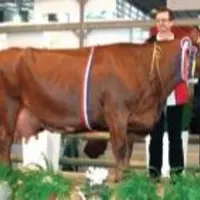 Toscane, grande championne flamande, institut de Genech, dans le Nord