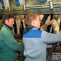 Les vaches peuvent s’adapter
sans perte majeure de lait
à de forts décalages des horaires
de traite.