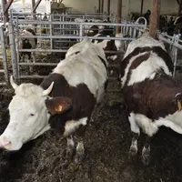 Yves Hautier a réaménagé et agrandi la stabulation entravée où il logeait ses vaches laitières. Il peut y mettre cinquante génisses, une partie en par