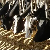 En 2013, les troupeaux comptant plus de 100 vaches sont en augmentation et représentent 5,1 % des élevages contrôlés.