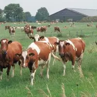 DANS LE NORD DE L’ALLEMAGNE, 10 % des livreurs des grandes coopératives ne sont pas
adhérents et pourraient être utilisés comme « fusibles » en cas d