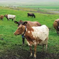 Les vaches islandaises sont rustiques. L’importation de bovins 
est interdite. Seule l’importation de semences Angus et Limousines 
est autorisée. L