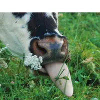Augmenter la production de protéines à l'hectare
