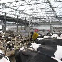 Vaches laitières en stabulation aux Pay-Bas.