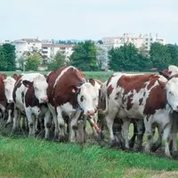 LE SYSTÈME EST FACILE À GÉRER avec le système
de chemins mis en place. Les vaches sont
mises le soir dans la nouvelle parcelle et
vont seules du bâ