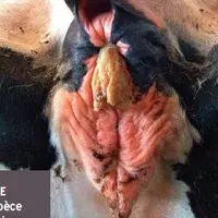 PLUS DE BOUSE
mais une espèce
de colle qui signe
que plus aucune
matière ne passe !